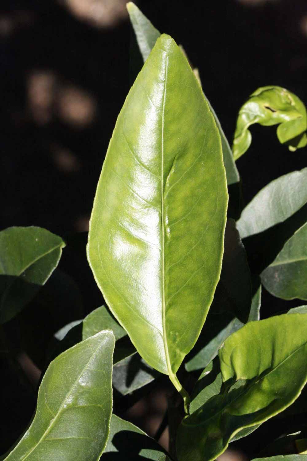             Unifoliolate leaf (Riverside, CA)       